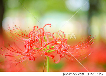 Red spider lily shining in the sunlight filtering through the foliage 115587457