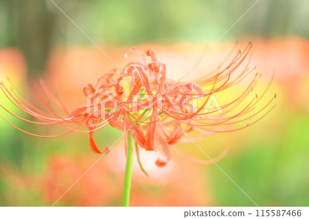 Red spider lily shining in the sunlight filtering through the foliage 115587466