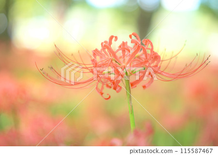 Red spider lily shining in the sunlight filtering through the foliage 115587467