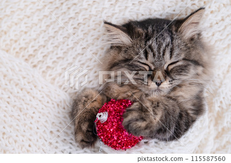 Cute brown kitten lying with a gift on the background of bokeh Cute brown kitten lying with a gift on the background of bokeh 115587560