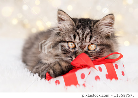 Cute brown kitten lying with a gift on the background of bokeh 115587573