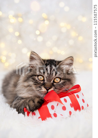 Cute brown kitten lying with a gift on the background of bokeh 115587575