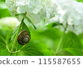 Hydrangea flowers and snails 115587655