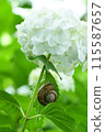 Hydrangea flowers and snails 115587657