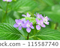Hydrangea flowers blooming before the rainy season 115587740