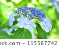Hydrangea flowers blooming before the rainy season 115587742