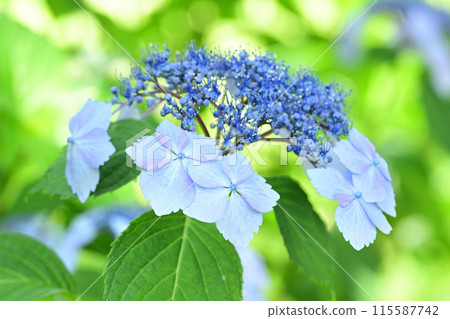 Hydrangea flowers blooming before the rainy season 115587742