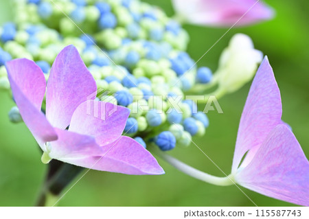 雨季前盛開的繡球花 115587743