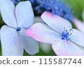 Hydrangea flowers blooming before the rainy season 115587744