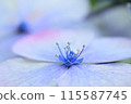 Hydrangea flowers blooming before the rainy season 115587745