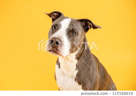 Cute Pitbull Blue dog looking away in yellow studio Cute Pitbull Blue dog looking away in yellow studio 115588019