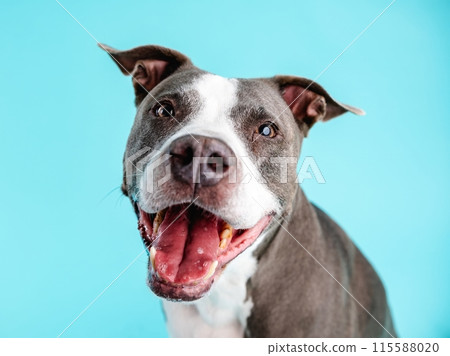 Cute Pitbull Blue dog looking at camera in blue studio Cute Pitbull Blue dog looking at camera in blue studio 115588020
