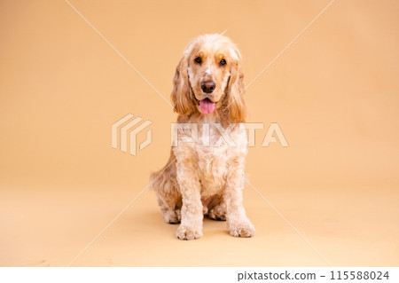 Adorable Cocker Spaniel dog sitting in brown studio 115588024