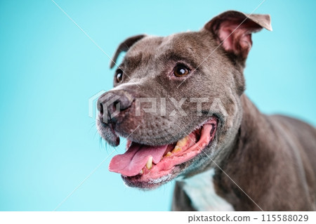 Adorable American Pitbull dog looking away Adorable American Pitbull dog looking away 115588029
