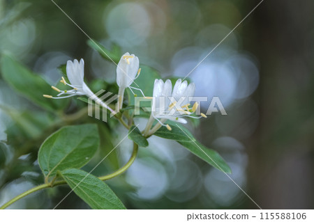 金銀花的花香潔白，為中藥用。 115588106