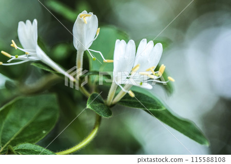 金銀花的花香潔白,為中藥用。 金銀花的花香潔白,為中藥用。 115588108