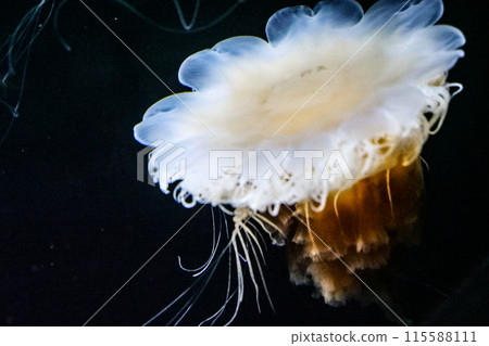 Kitayurei水母看起來像一朵開放的瑪格麗特花，也被稱為獅鬃水母。 115588111