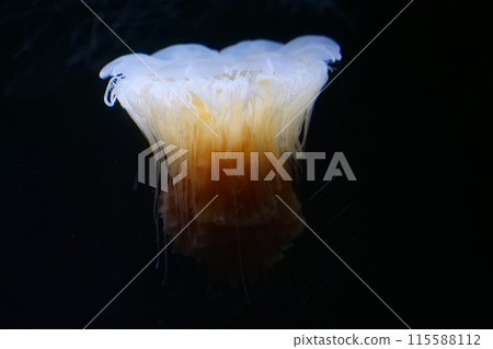 Kitayurei水母看起來像一朵開放的瑪格麗特花，也被稱為獅鬃水母。 115588112