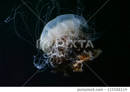 The Kitayule jellyfish, also known as the lion's mane jellyfish, resembles a blooming margaret flower. 115588114