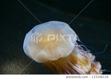The Kitayule jellyfish, also known as the lion's mane jellyfish, resembles a blooming margaret flower. 115588116