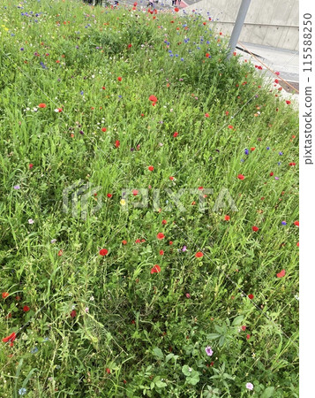 Colorful cosmos Colorful cosmos 115588250