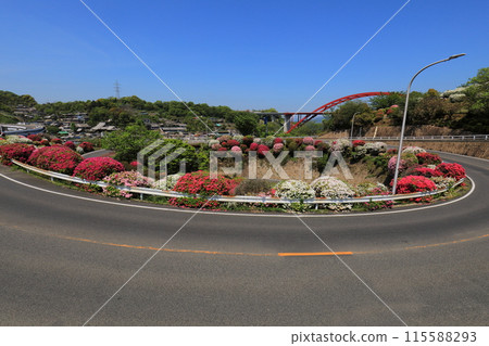 Azalea 115588293