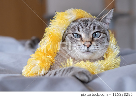 The expression of a cat with a toy entangled in it - Siamese tabby cat 115588295