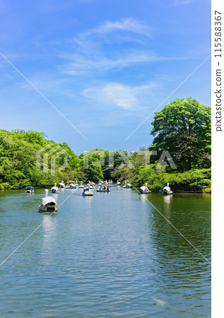 吉祥寺假日井之頭公園 吉祥寺假日井之頭公園 115588367