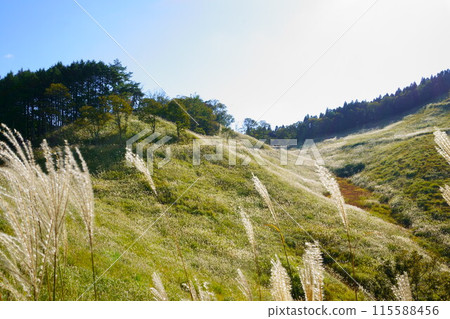 秋山與搖曳的潘帕斯草 秋山與搖曳的潘帕斯草 115588456
