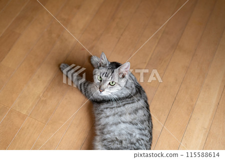 貓躺在地板上,鯖魚虎斑貓 貓躺在地板上,鯖魚虎斑貓 115588614