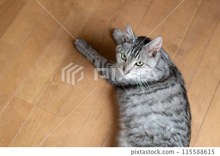 貓躺在地板上,鯖魚虎斑貓 貓躺在地板上,鯖魚虎斑貓 115588615