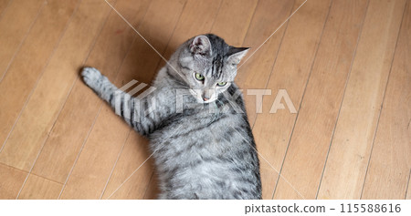 貓躺在地板上,鯖魚虎斑貓 貓躺在地板上,鯖魚虎斑貓 115588616