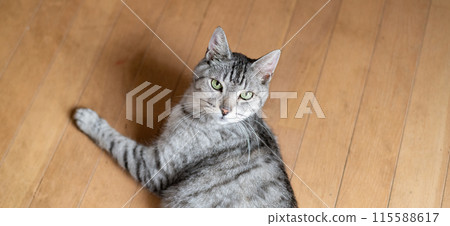 Cat lying on the floor, brown tabby cat 115588617