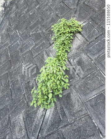 從混凝土塊中長出的雜草 115588650