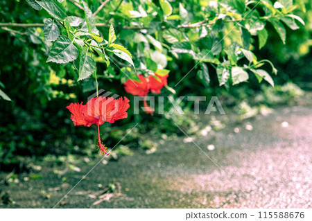 Hibiscus blooming on the road Hibiscus blooming on the road 115588676