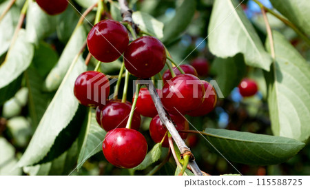 Ripe red sweet cherries on a tree branch among green leaves in the garden. Growing organic berries. Ripe red sweet cherries on a tree branch among green leaves in the garden. Growing organic berries. 115588725