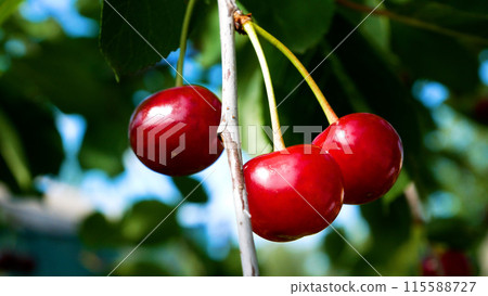 Ripe red sweet cherries on a tree branch among green leaves in the garden. Growing organic berries. 115588727