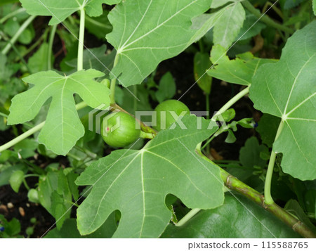 Unripe figs in a home garden 115588765