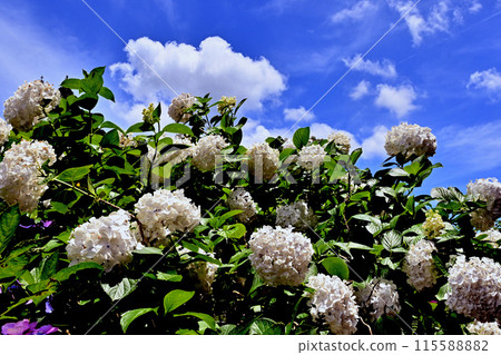 藍天、白雲、繡球花 藍天、白雲、繡球花 115588882