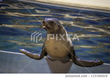 海獅從水中窺視 115588929