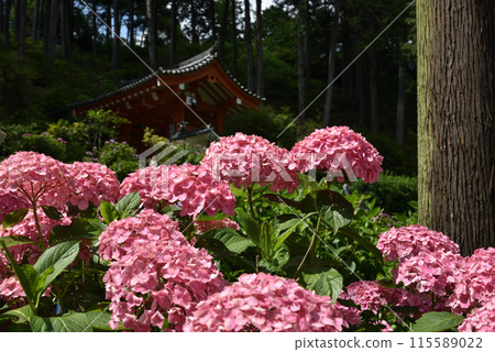 Pink hydrangeas at Mimuroto Temple Pink hydrangeas at Mimuroto Temple 115589022