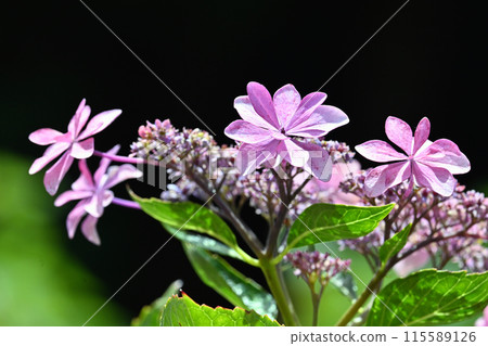 Blooming in the rainy season, forehead hydrangea 115589126