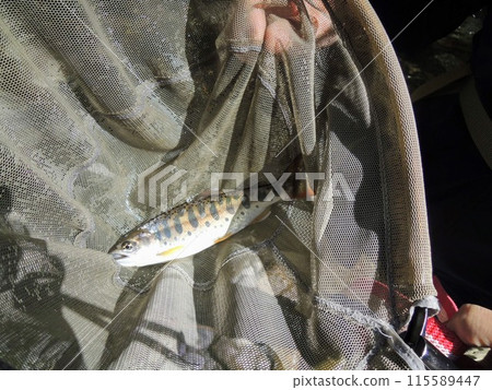 Yamame釣魚了 115589447