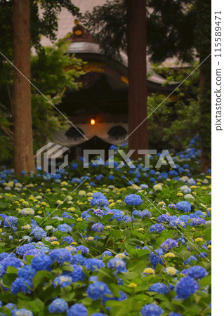 The sea of hydrangeas at Unshoji Temple The sea of hydrangeas at Unshoji Temple 115589471
