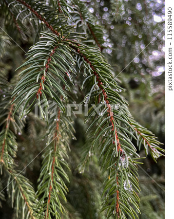 green fir tree branch in spring time green fir tree branch in spring time 115589490