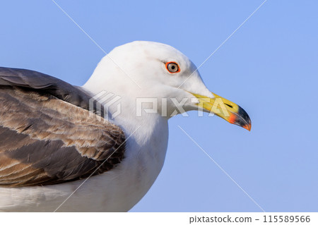 A close-up of the fearless face of a black-tailed gull in spring in Hachinohe, Aomori Prefecture 115589566