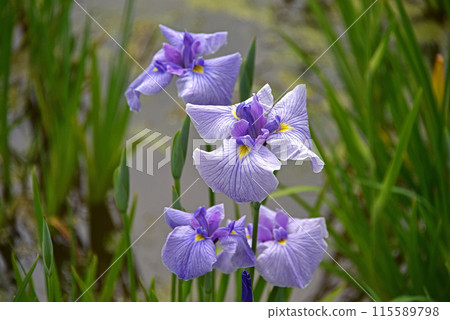 鳶尾花 鳶尾花 115589798