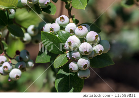 Blueberry fruit, the raw material for jam [orchid black] 115589831