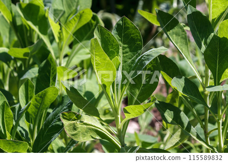 The leaves of the hosoba wadan tree are bitter but nutritious. 115589832