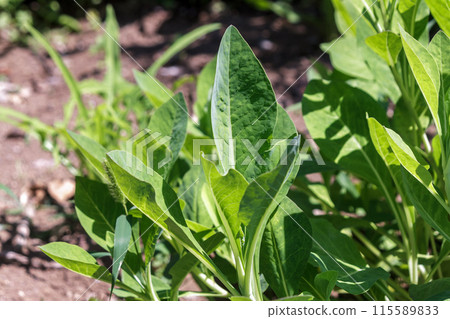 The leaves of the hosoba wadan tree are bitter but nutritious. 115589833